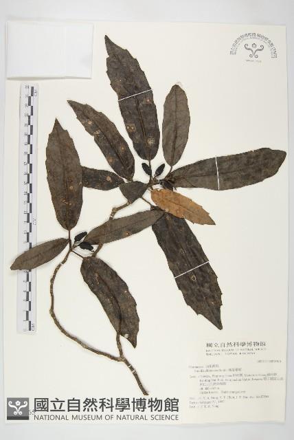 桃葉珊瑚藏品圖，第1張