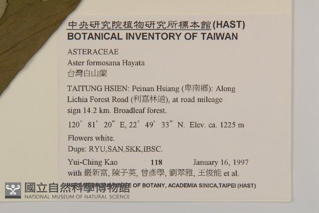 臺灣山白蘭藏品圖，第2張