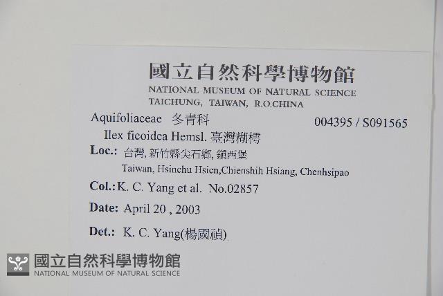 臺灣糊樗藏品圖，第2張