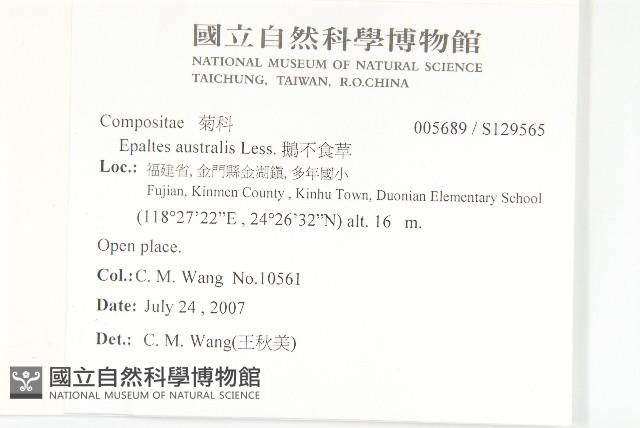 鵝不食草藏品圖，第2張