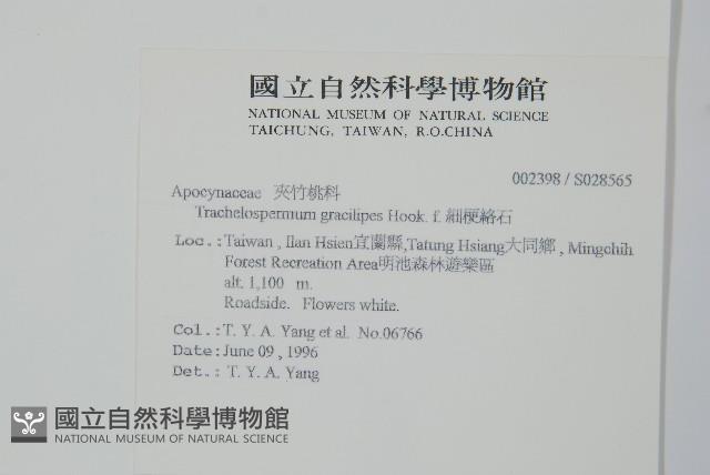 細梗絡石藏品圖，第2張