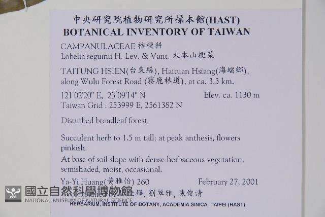 大本山梗菜藏品圖，第2張