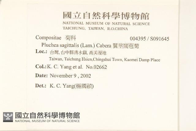 翼莖闊苞菊藏品圖，第2張