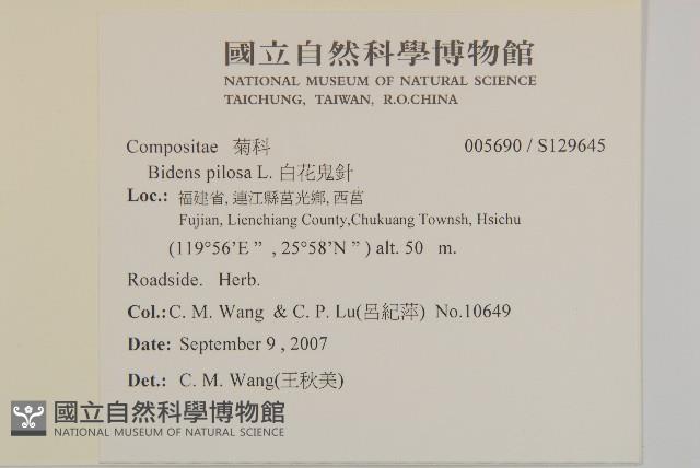 白花鬼針藏品圖，第2張