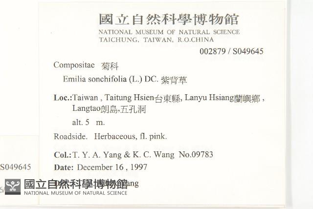 紫背草藏品圖，第2張