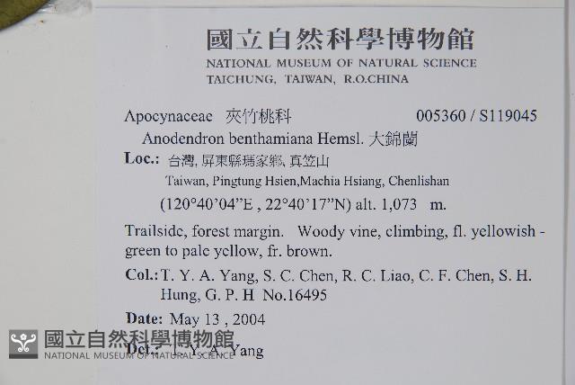 大錦蘭藏品圖，第2張