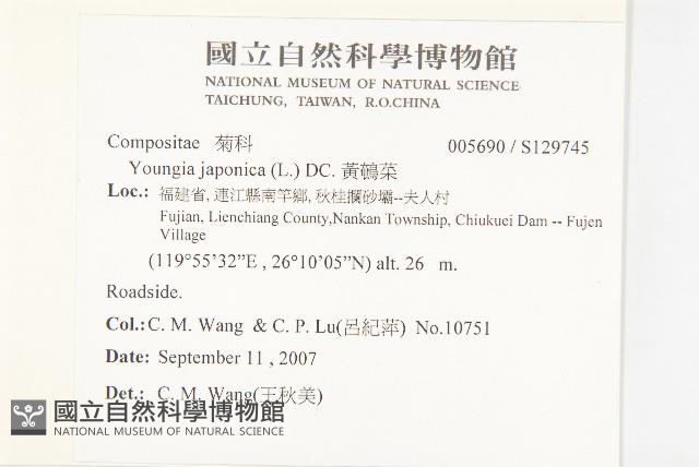 黃鵪菜藏品圖，第2張