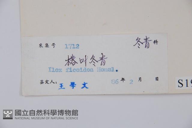 臺灣糊樗藏品圖，第2張