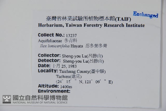 忍冬葉冬青藏品圖，第2張