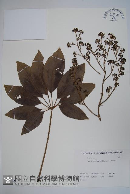 鵝掌柴、江某、鴨腳樹藏品圖，第1張