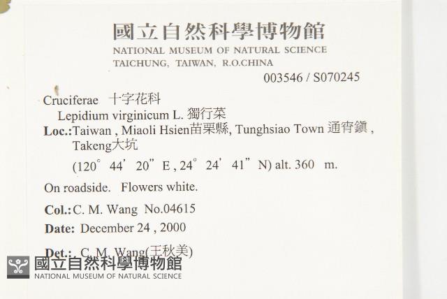 獨行菜藏品圖，第2張