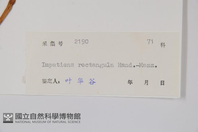 直角鳳仙花藏品圖，第2張