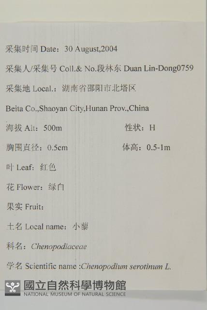 小葉藜藏品圖，第2張