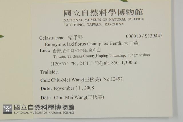 大丁黃藏品圖，第2張