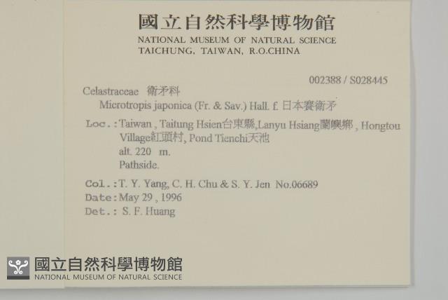 日本賽衛矛、日本假衛矛藏品圖，第2張
