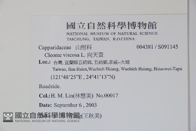 向天黃藏品圖，第2張