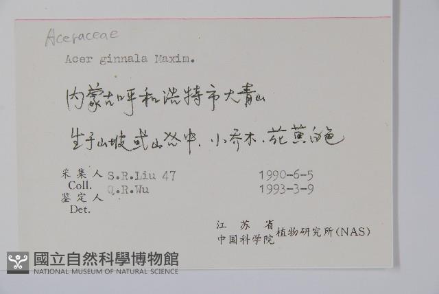 華北茶條槭藏品圖，第2張