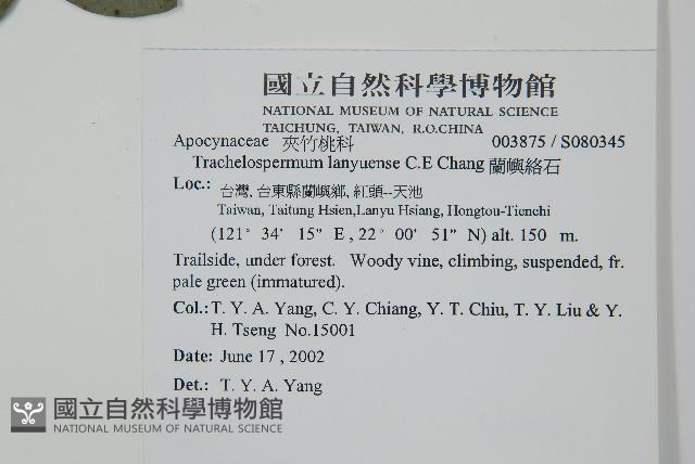 蘭嶼絡石藏品圖，第2張