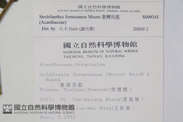 臺灣馬藍藏品圖，第2張