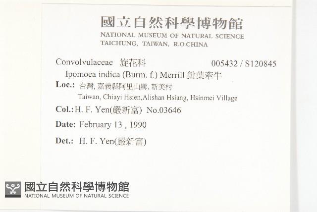 銳葉牽牛藏品圖，第2張