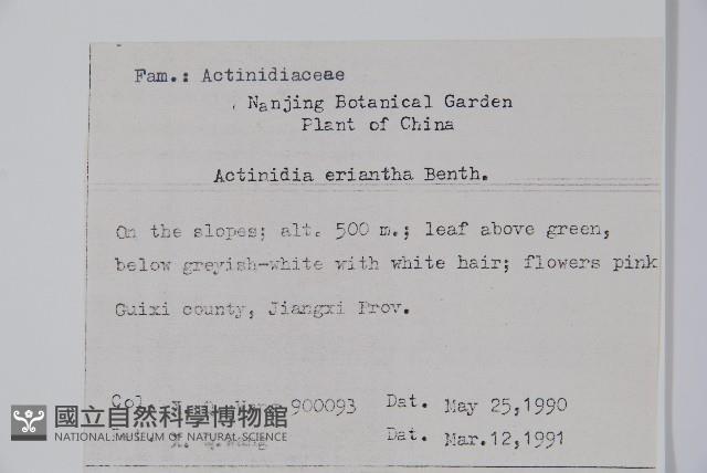 毛花楊桃藏品圖，第2張