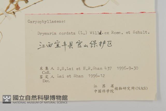 亮葉楊桐藏品圖，第2張