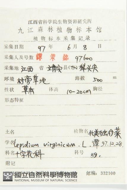 獨行菜藏品圖，第2張