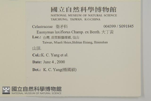 大丁黃藏品圖，第2張