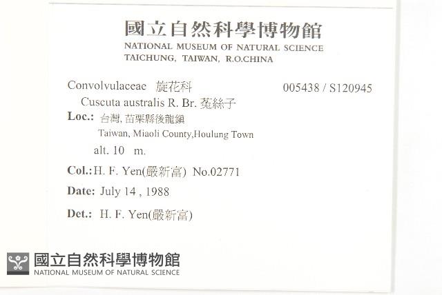 菟絲子藏品圖，第2張