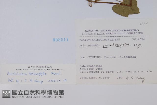 異葉馬兜鈴藏品圖，第2張