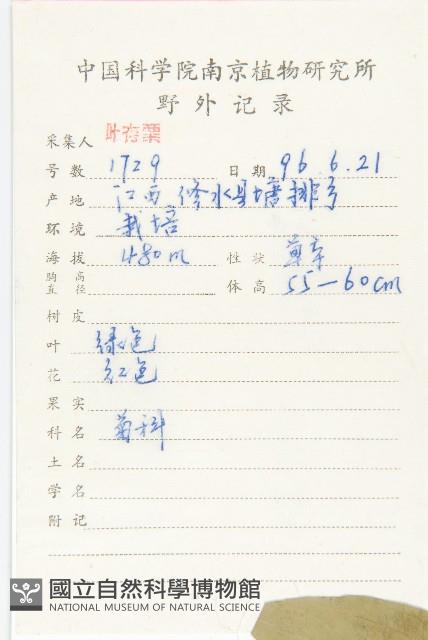 百日菊藏品圖，第2張