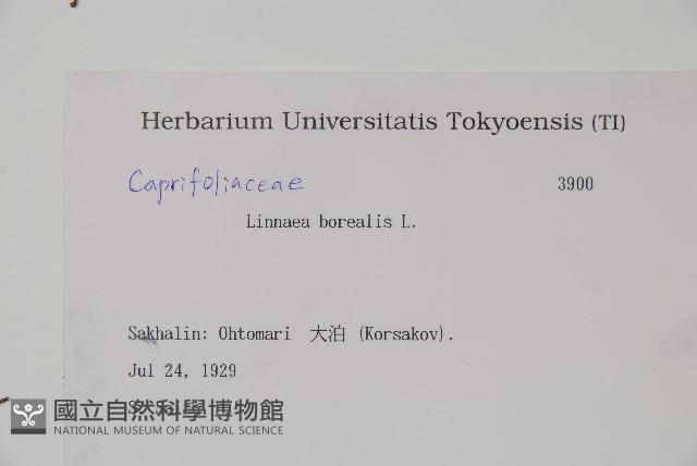 北極花藏品圖，第2張