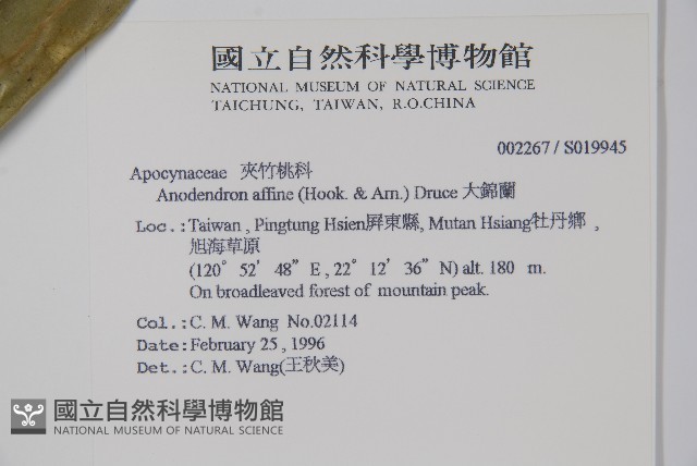 小錦蘭藏品圖，第2張