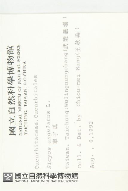 單子瓜、星瓜、刺果瓜藏品圖，第2張