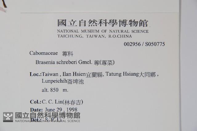 蓴、蓴菜藏品圖，第2張