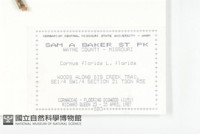 大花四照花藏品圖，第2張