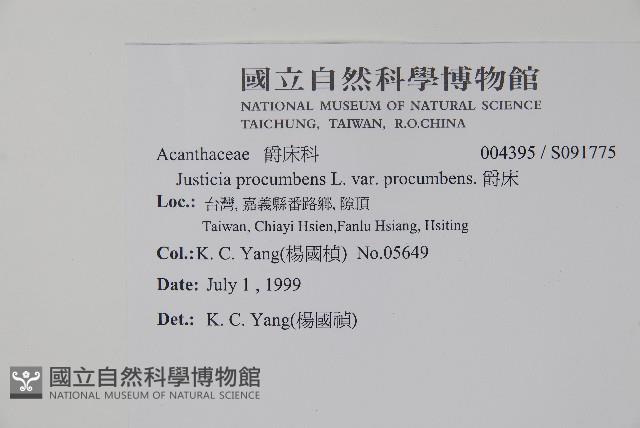 爵床藏品圖，第2張