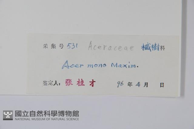 元寶楓, 地錦槭藏品圖，第2張