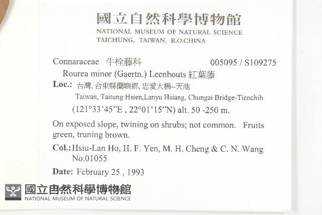 紅葉藤藏品圖，第2張