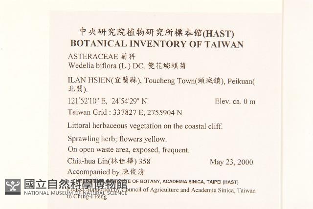 雙花蟛蜞菊藏品圖，第2張