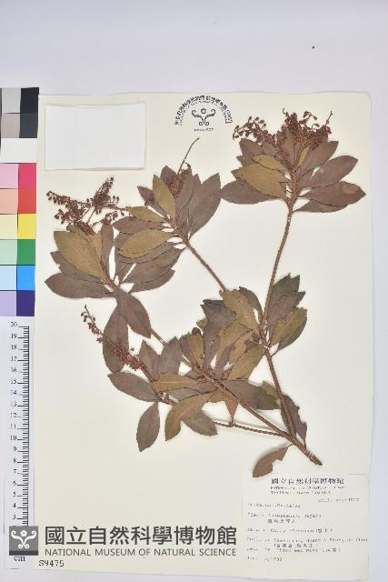 臺灣馬醉木藏品圖，第1張