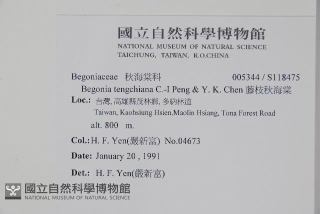 藤枝秋海棠藏品圖，第2張