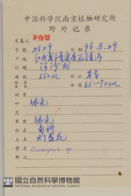 大金雞菊藏品圖，第2張