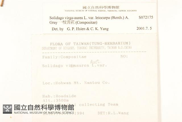 一枝黃花藏品圖，第2張