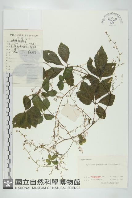 絞股藍藏品圖，第1張