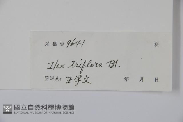 三花冬青藏品圖，第2張