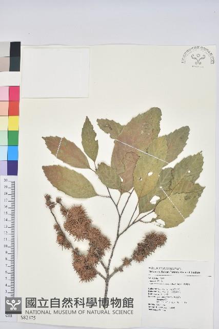 臺灣苦櫧藏品圖，第1張