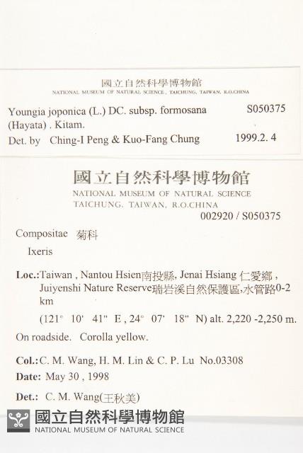 台灣黃鵪菜藏品圖，第2張