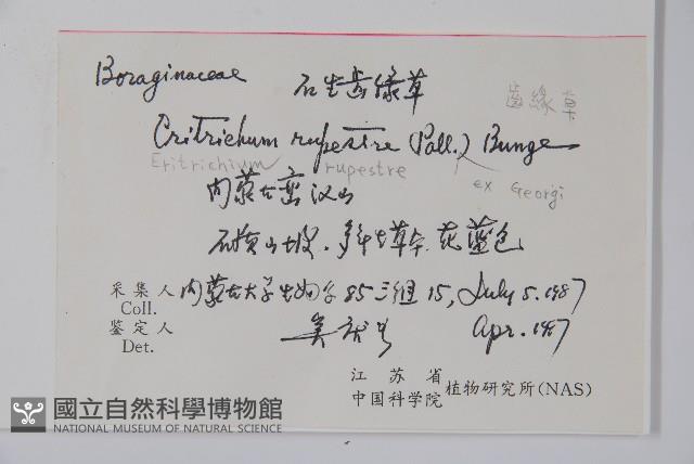 齒緣草藏品圖，第2張