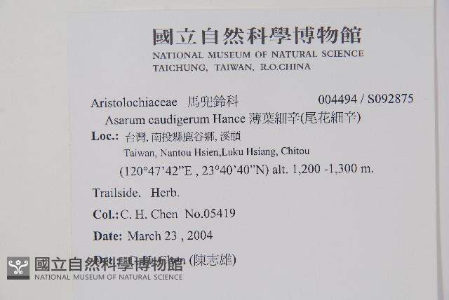 薄葉細辛、尾花細辛藏品圖，第2張